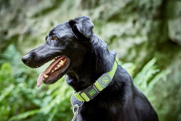 Hunter Collar Hilo Vario Plus XL para Perros Cuello 45-70 cm Lima Transpirable y Refrescante Hunter Collar Hilo Vario Plus XL para Perros Cuello 45-70 cm Lima Transpirable y Refrescante