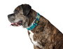 Hunter Collar Hilo Vario Plus L Turquesa para Perro 40-60 cm