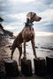 Hunter Collar Hilo Vario Plus L Turquesa para Perro 40-60 cm