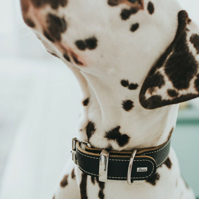 Hunter Collar Aalborg Special Negro 24-30cm