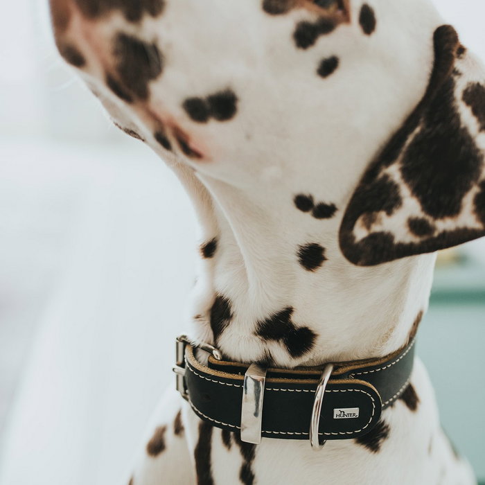 Hunter Collar Aalborg Special Negro 40-48cm