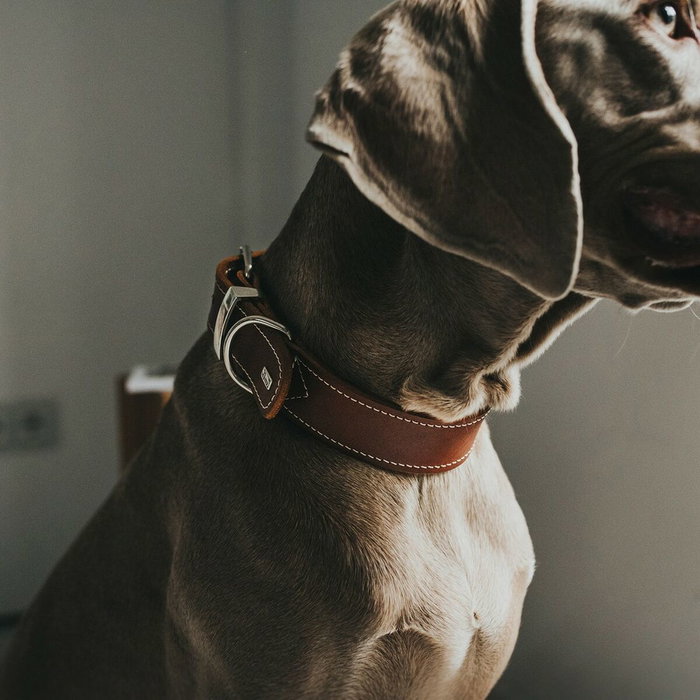 Hunter Collar Aalborg Special 20-24cm Cognac