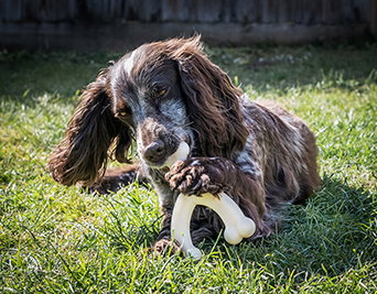 Nylabone Extreme Chew Wishbone M (Set de 72) Nylabone Extreme Chew Wishbone M (Set de 72)