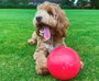 Juguete para perros Company of Animals Boomer Azul (100mm)