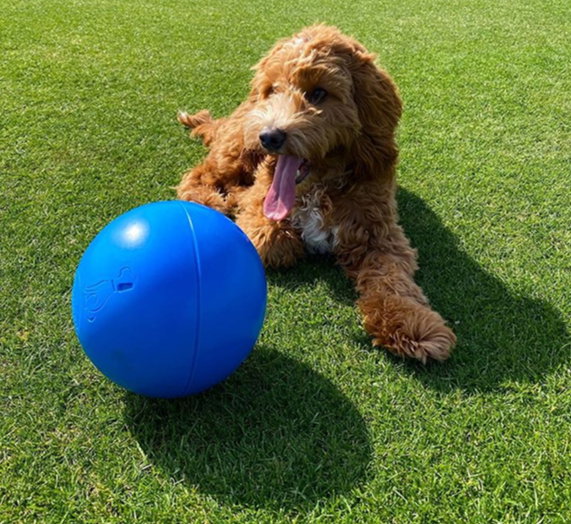 Juguete para perros Company of Animals Boomer Azul (100mm)