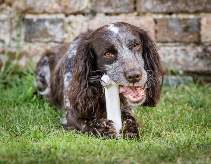Mordedor de perro Nylabone Extreme Chew Talla M Pollo Nylon