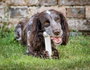 Mordedor de perro Nylabone Extreme Chew Talla M Pollo Nylon