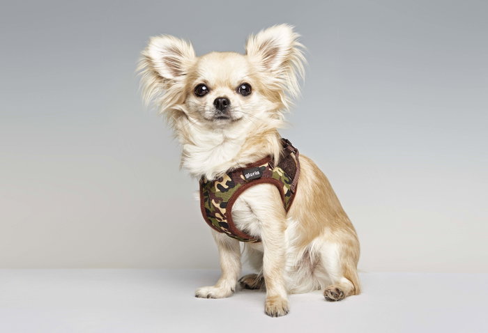 Gloria Petral para Perro Camuflaje Verde Talla XS (Cuello 17-22 cm) con Malla Transpirable, Acolchado de Poliéster y Ajuste Rápido Gloria Petral para Perro Camuflaje Verde Talla XS (Cuello 17-22 cm) con Malla Transpirable, Acolchado de Poliéster y Ajuste Rápido