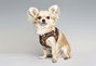Gloria Petral para Perro Camuflaje Verde Talla XS (Cuello 17-22 cm) con Malla Transpirable, Acolchado de Poliéster y Ajuste Rápido