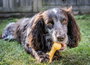Nylabone Dura Chew Cheese Bone M (Set de 24)