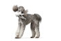 Hunter Juguete Para Perro Foca M Peluche 100% Reciclado Suave Sin Sonido GREY
