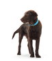 Hunter Collar Convenience Cuello 28-36 cm S Turquesa