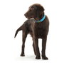 Hunter Collar Convenience Turquesa Talla S