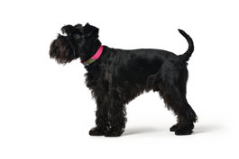 Hunter Collar Convenience 40/S Cuello 28-36 cm S Fucsia