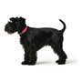 Hunter Collar Convenience Fucsia Talla S