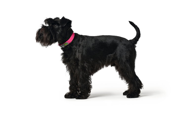 Hunter Collar CONVENIENCE 45/S-M Fucsia 33-41 cm para Perro, Plástico Resistente al Agua Hunter Collar CONVENIENCE 45/S-M Fucsia 33-41 cm para Perro, Plástico Resistente al Agua