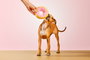 Gloria Peluche Para Perro Dognut Rosa Frosty (Set de 36)