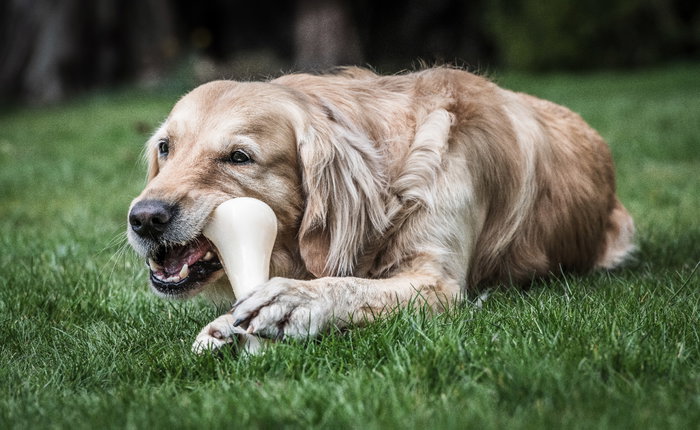 Nylabone Extreme Chew Big Beef Bone XXL (Set de 24) sabor a ternera Nylabone Extreme Chew Big Beef Bone XXL (Set de 24) sabor a ternera