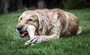 Nylabone Extreme Chew Big Beef Bone XXL (Set de 24) sabor a ternera
