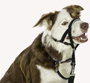 Company Of Animals Halti Collar Negro 1