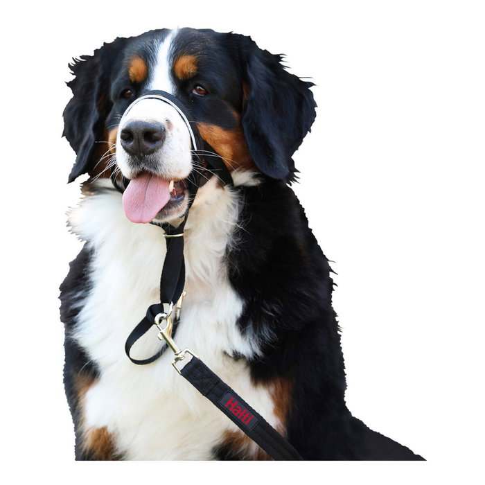Company Of Animals Halti Collar Negro 1