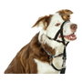 Company Of Animals Halti Collar Negro 1