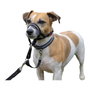 Company Of Animals Halti Collar Negro 1
