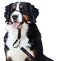 Company Of Animals Halti Collar Negro 2