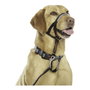 Company Of Animals Halti Collar Negro 3