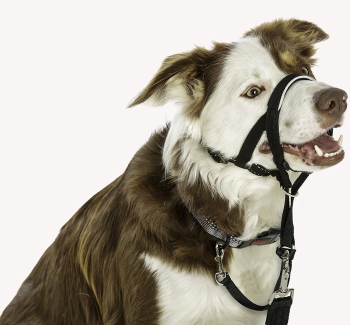 Company Of Animals Halti Collar Negro 4 Company Of Animals Halti Collar Negro 4