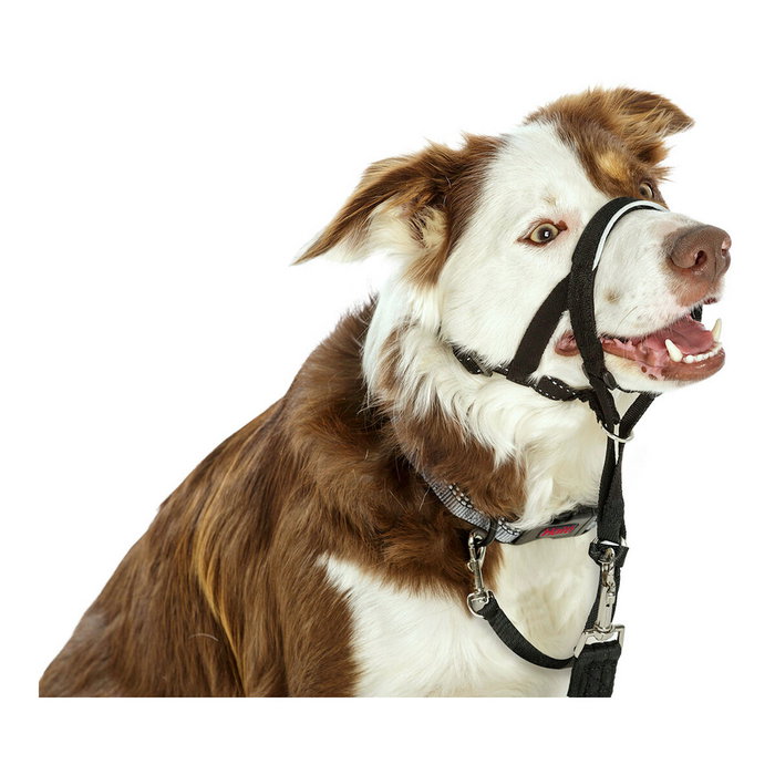 Company Of Animals Halti Collar Negro 4 Company Of Animals Halti Collar Negro 4
