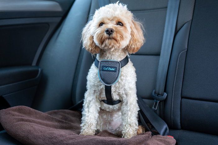 Company Of Animals Carsafe Dog Travel Harnéss Negro XS (Set de 48)