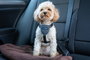 Company Of Animals Carsafe Dog Travel Harnéss Negro XS (Set de 48)
