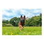 Company Of Animals Baskerville Ultra Muzzle Negro