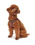 Hunter Arnés Hilo Comfort M-L para Perro, Cuello 58-63 cm, Pecho 65-70 cm, Ajuste Perfecto al Cuerpo, Malla 3D Transpirable, Reflectante, Rojo