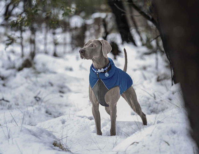 Red Dingo Abrigo Reversible Rd Puffer Jacket Azul-Turquesa con Neopreno en el Pecho y Protección contra Humedad, 25 cm