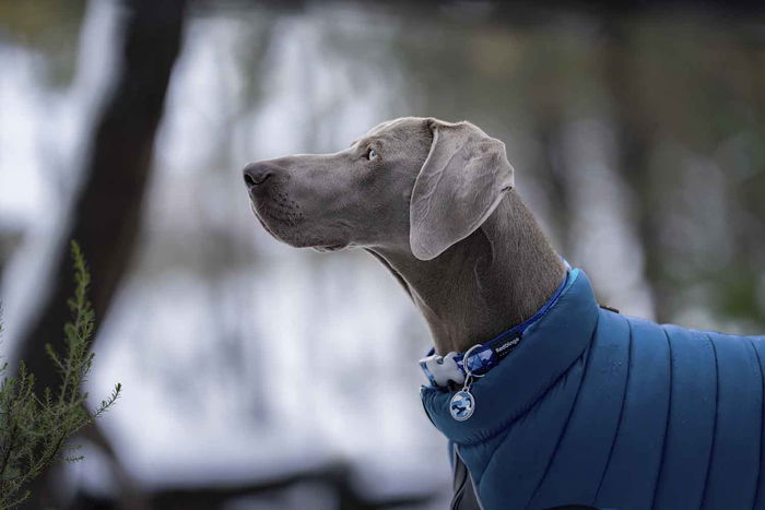 Red Dingo Abrigo Reversible Rd Puffer Jacket Azul-Turquesa con Neopreno en el Pecho y Protección contra Humedad, 25 cm