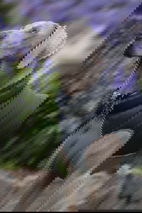 Red Dingo Abrigo Reversible Rd Puffer Jacket Negro-Gris 40 cm