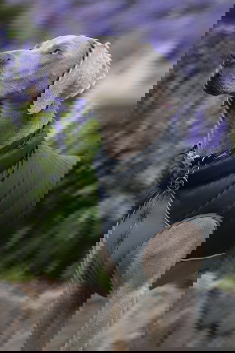 Red Dingo Abrigo Rd Puffer Jacket Reversible Negro-Gris 45 cm Ligero Resistente Al Viento Con Neopreno Para Perro Red Dingo Abrigo Rd Puffer Jacket Reversible Negro-Gris 45 cm Ligero Resistente Al Viento Con Neopreno Para Perro