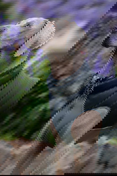 Red Dingo Abrigo Rd Puffer Jacket Reversible Negro-Gris 45 cm Ligero Resistente Al Viento Con Neopreno Para Perro Red Dingo Abrigo Rd Puffer Jacket Reversible Negro-Gris 45 cm Ligero Resistente Al Viento Con Neopreno Para Perro