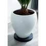 Nature Mesa Enrollable para Plantas Polipropileno H4 x Ø29.2 cm