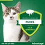 Advantage 40 Pipetas Antiparasitarias para Gatos y Conejos de menos de 4 kg - 4 Unidades