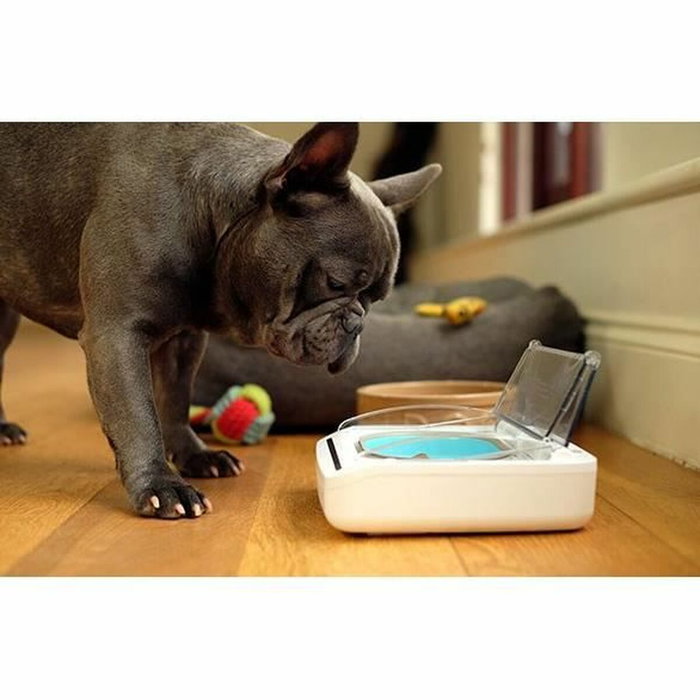 Sureflap Dispensador automático de alimentos SureFeed para gatos y perros pequeños