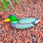 Edm Reclamo de pato cuello verde para aves