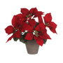 Mica Decorations Planta Poinsettia Rojo con Maceta Cerámica Gris 22x27cm
