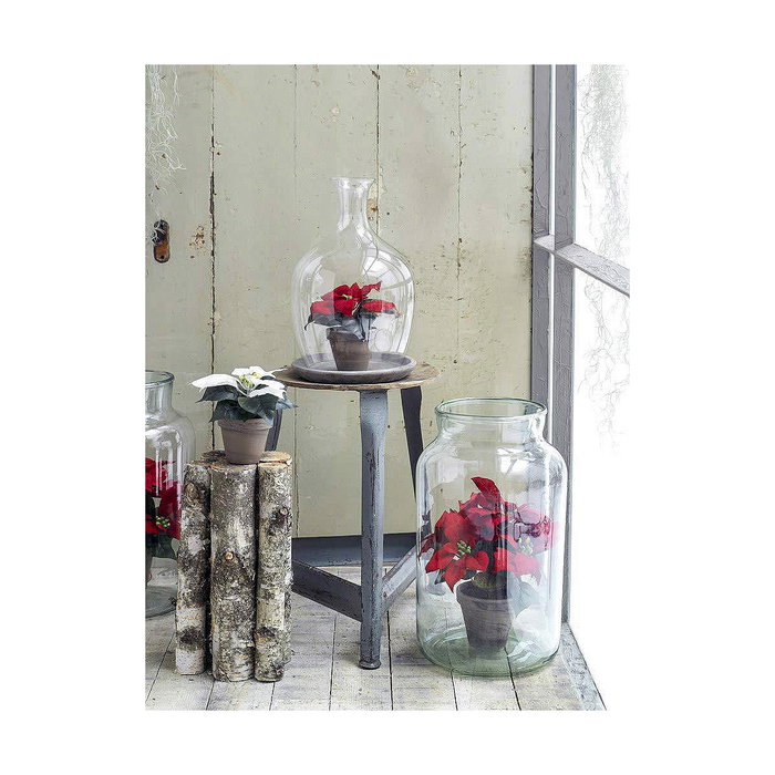Mica Decorations Planta Poinsettia Rojo con Maceta Cerámica Gris 22x27cm Mica Decorations Planta Poinsettia Rojo con Maceta Cerámica Gris 22x27cm