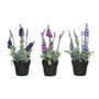 Maceta de Lavanda Ø12 x 25 cm, Colores Surtidos