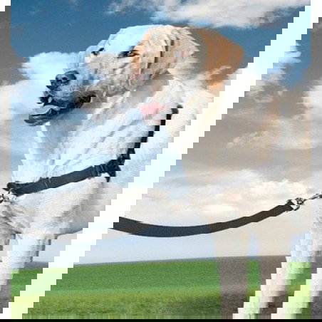 Petsafe Arnés Easy Walk Negro Mediano para Perro Petsafe Arnés Easy Walk Negro Mediano para Perro