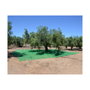 Manto para recolecta de frutos 5x8m Verde