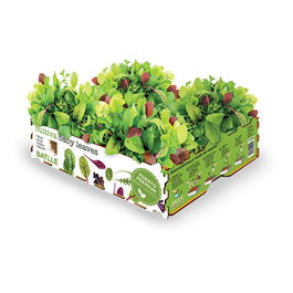 Batlle Caja baby leaves Kit de Cultivo Rúcula, Acelga, Espinaca y Cebollino